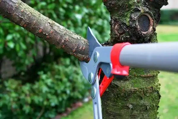 tree services Porcupine